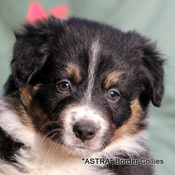 Black Tricolour, Female, Medium to Rough coated, Border collie puppy
